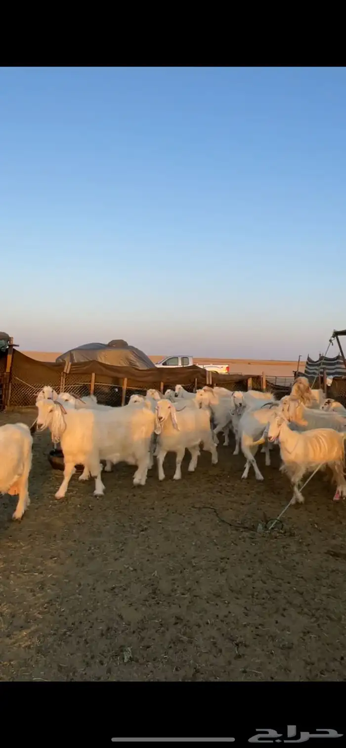 معزا مصريات مراح بفحولها 28