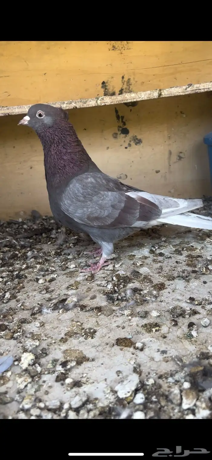حمام قطيفي للبيع (تم البيع ) 0