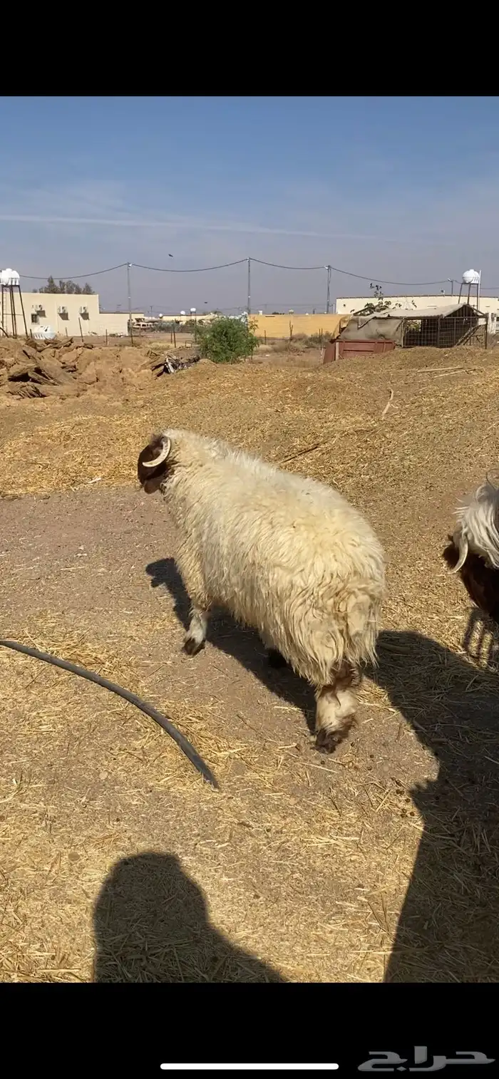 طليان نعيم جبره 0