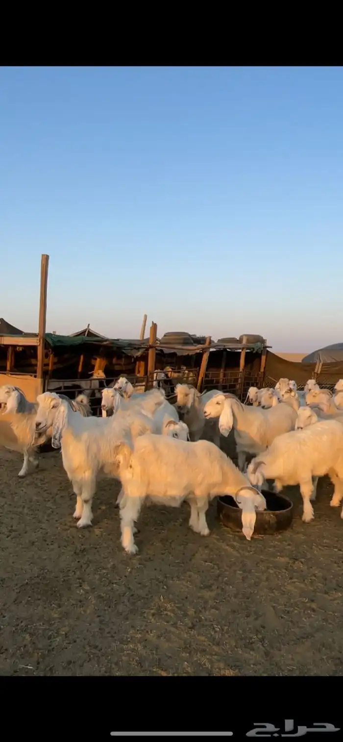 معزا مصريات مراح بفحولها 21