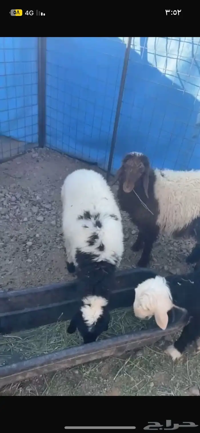 رخال نعيم ونجديات للبيع على السوم 2