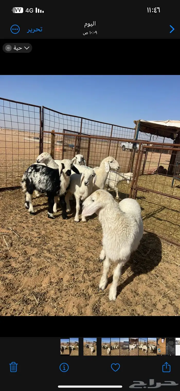 خرفان حريات 3