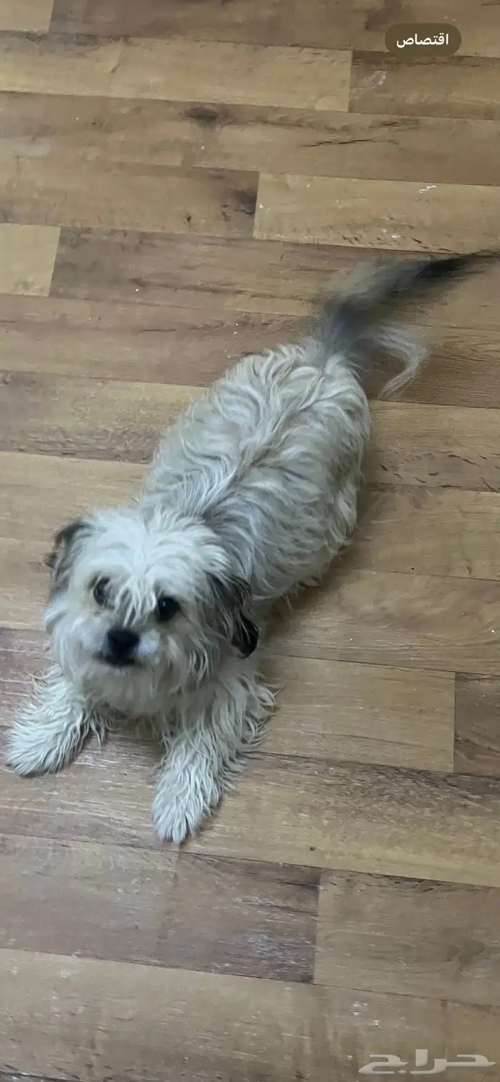 للبيع شواو قزم ولعوب 0