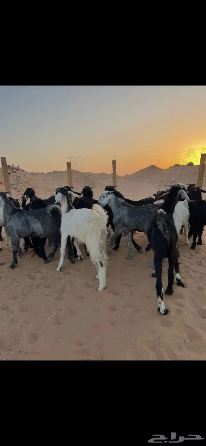غنم تيوس عوارض العدد 17 للبيع الموقع الخرج 4