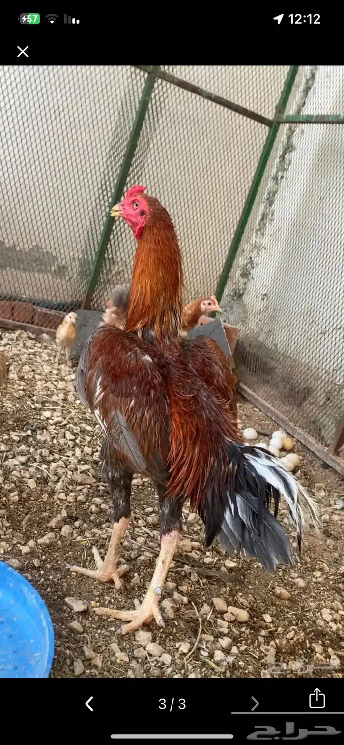 ديك باكستاني سندي سلالة غبشان 0