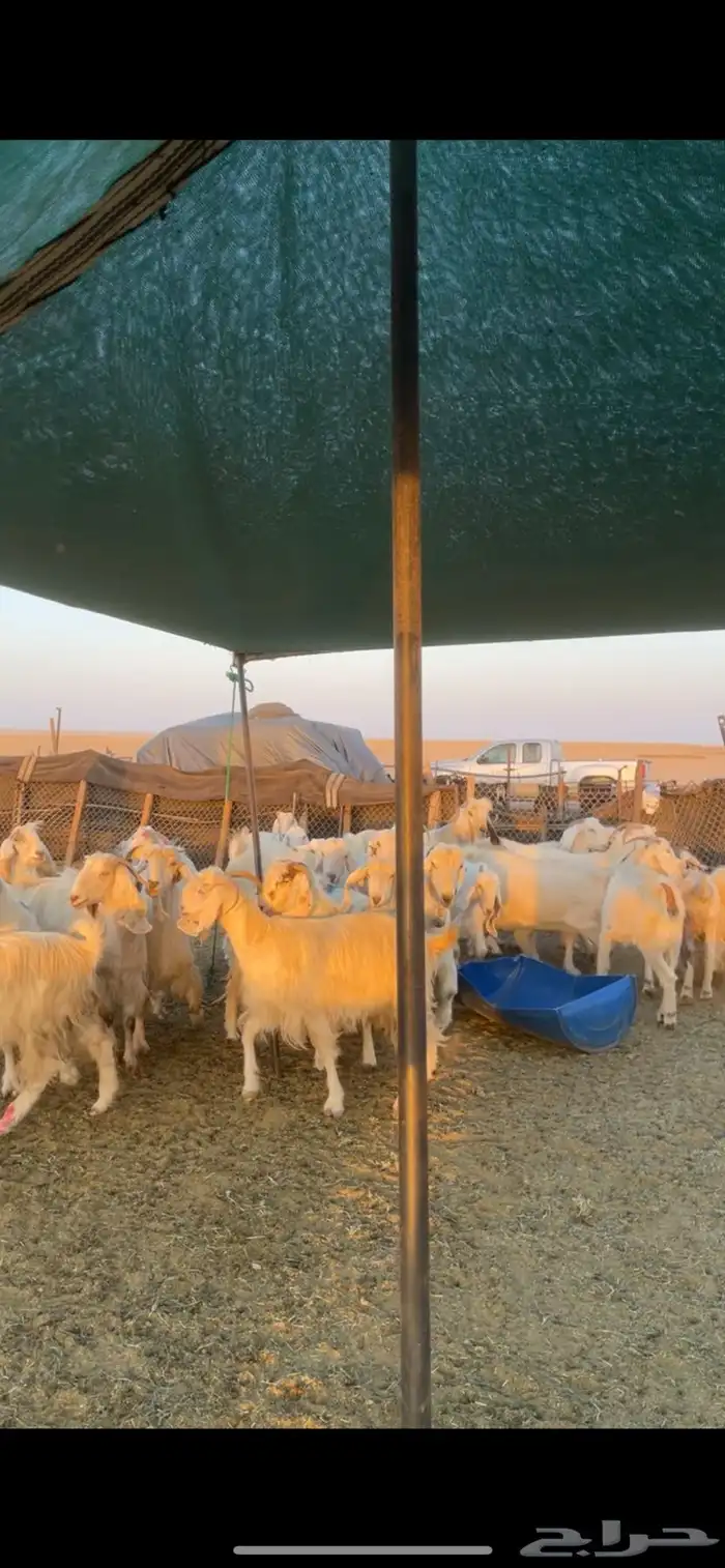 معزا مصريات مراح بفحولها 14