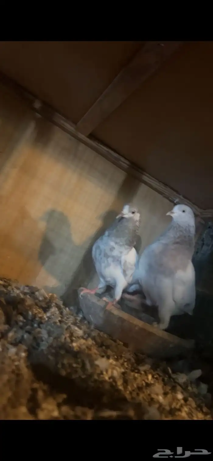 حمام باكستاني 0