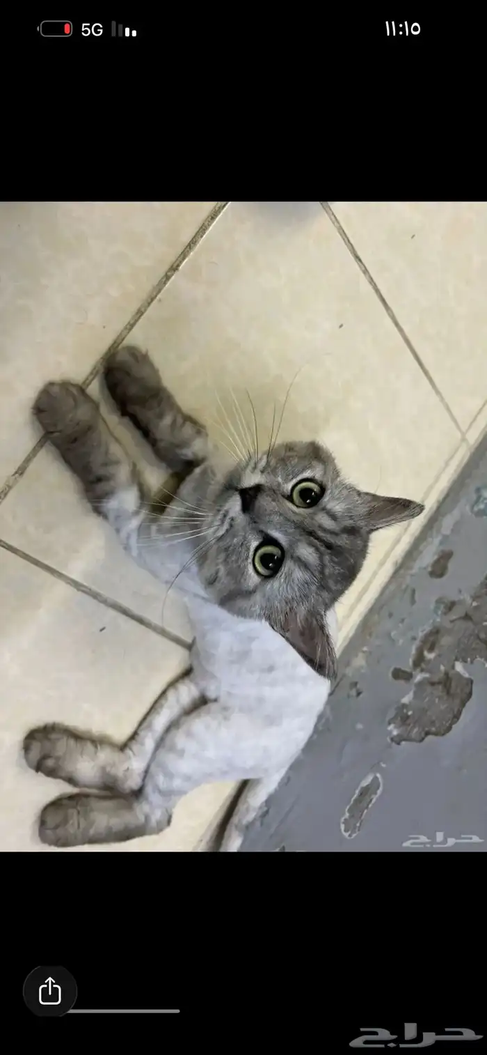 شيرازي ذكر للتبني بدون كرت تطعيم 2