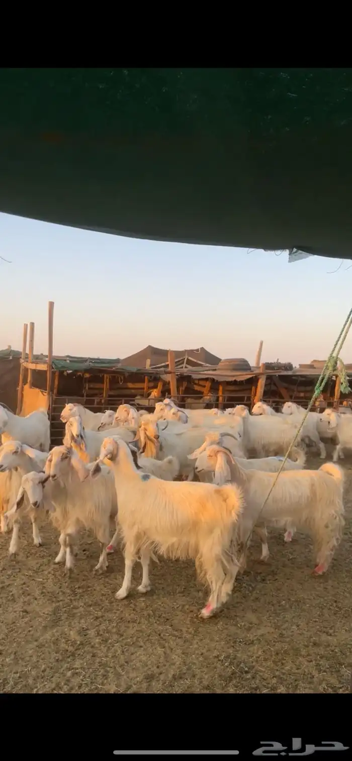 معزا مصريات مراح بفحولها 2