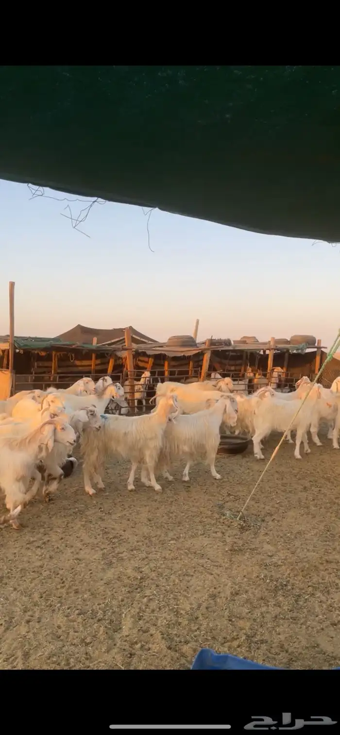 معزا مصريات مراح بفحولها 6