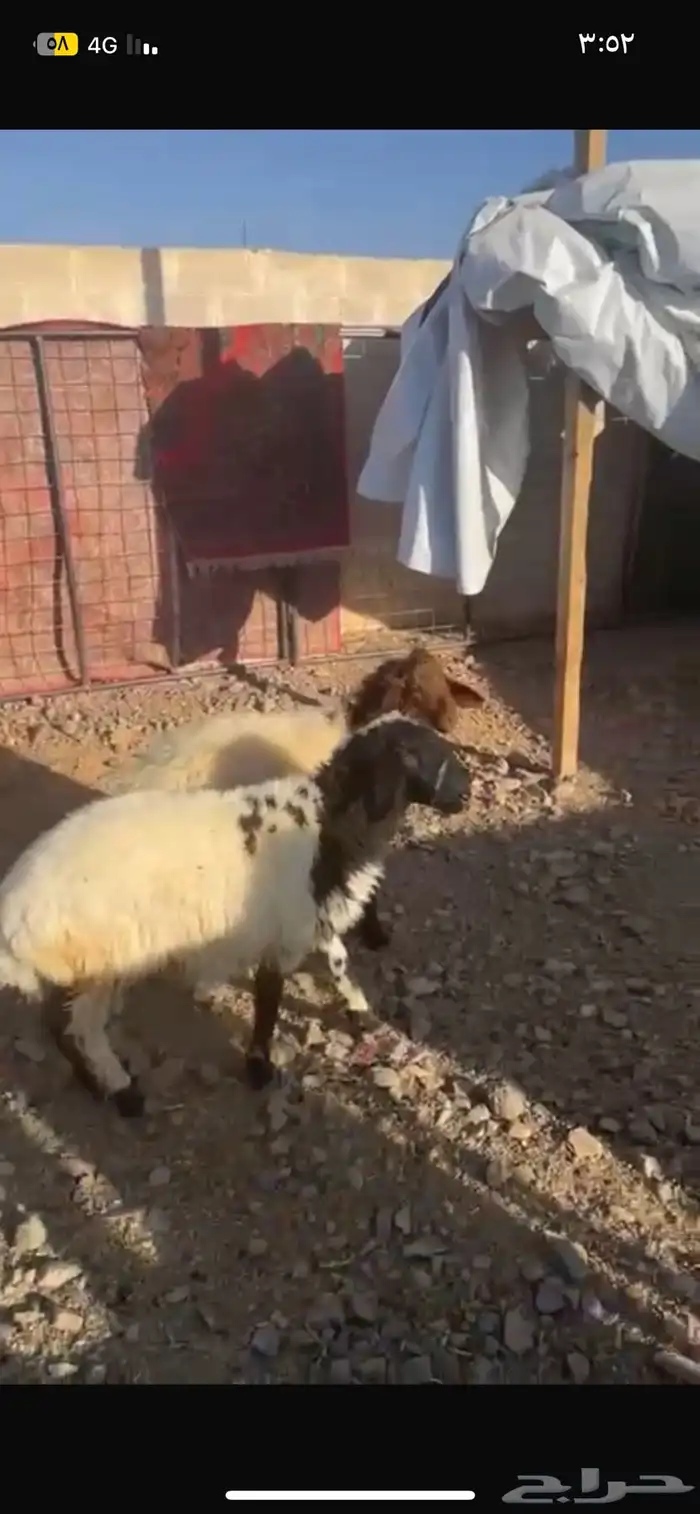 رخال نعيم ونجديات للبيع على السوم 4