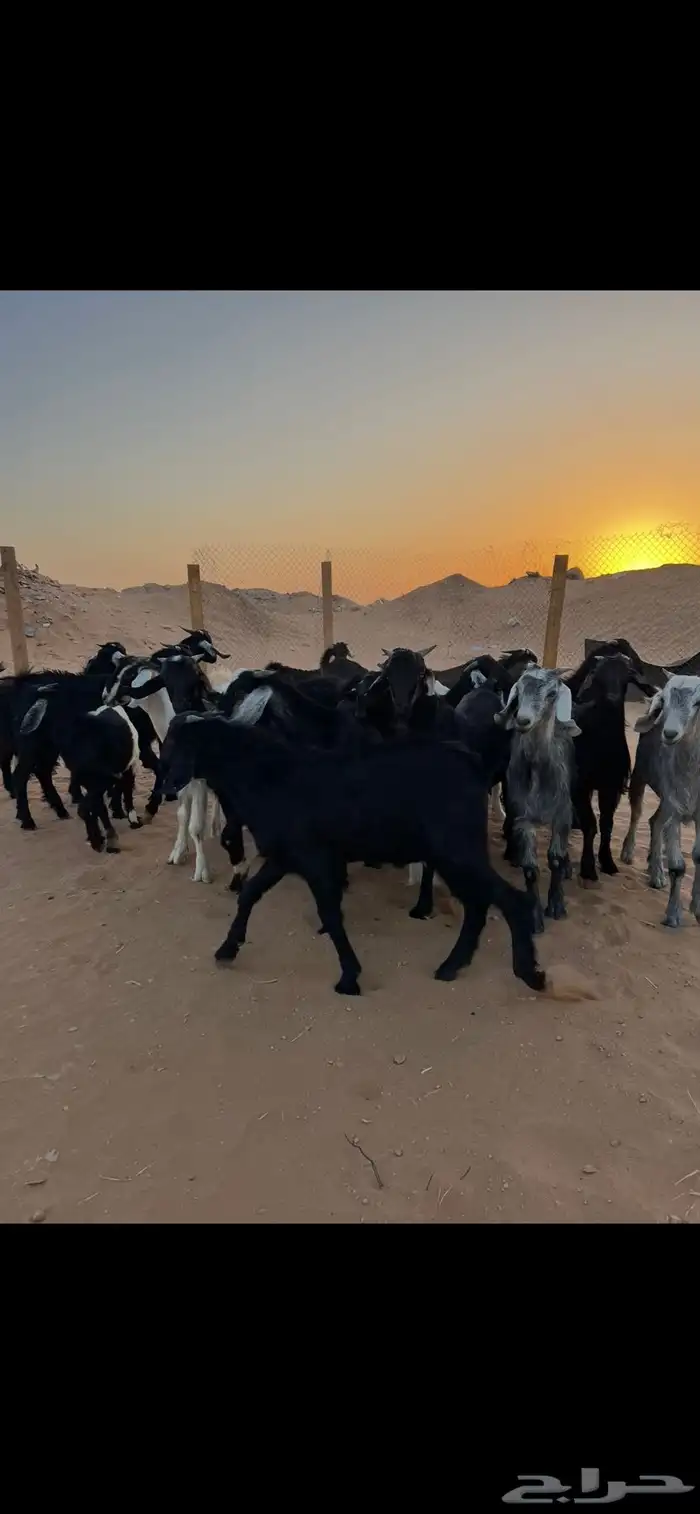 غنم تيوس عوارض العدد 17 للبيع الموقع الخرج 1