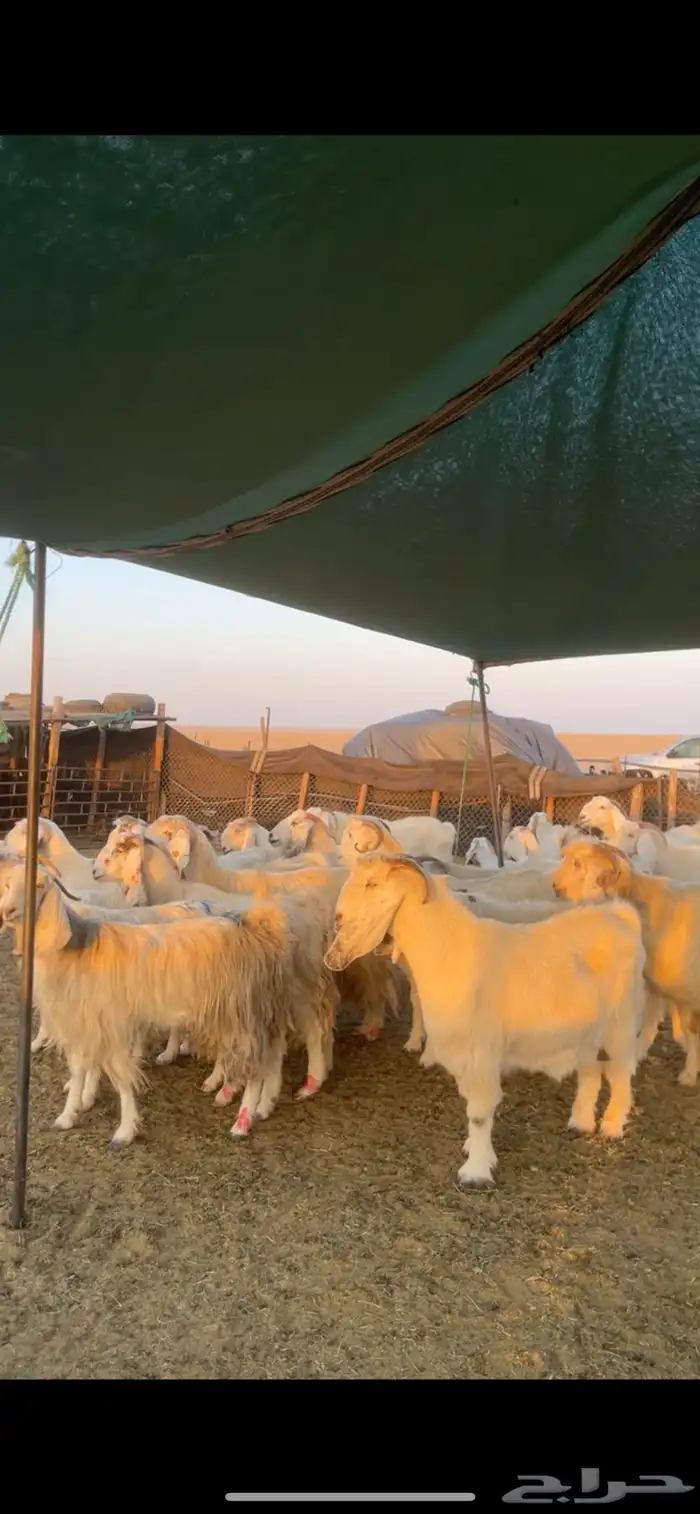 معزا مصريات مراح بفحولها 13