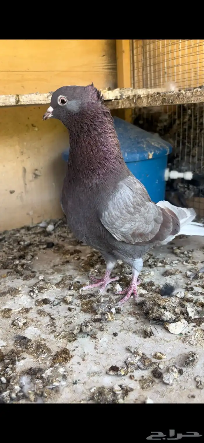 حمام قطيفي للبيع (تم البيع ) 8
