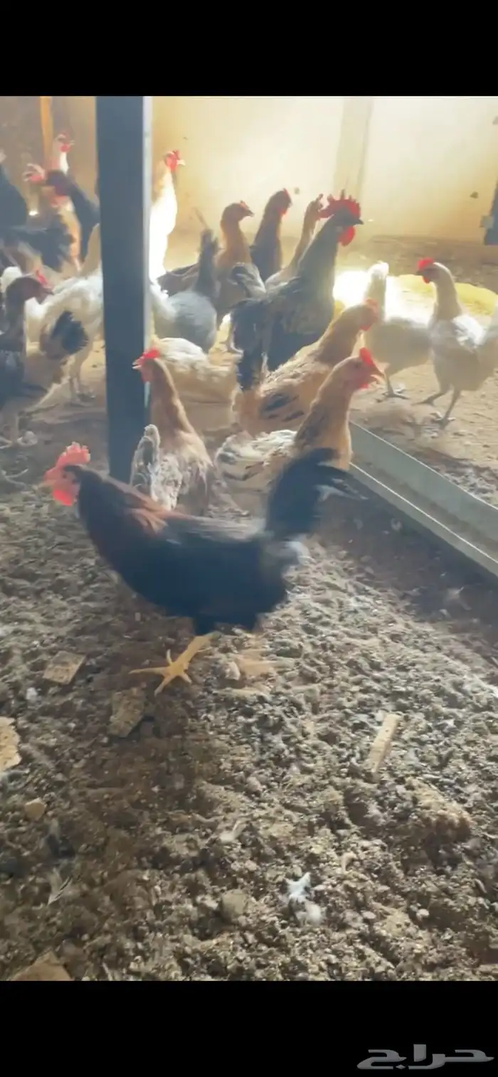 دجاج بياض 0