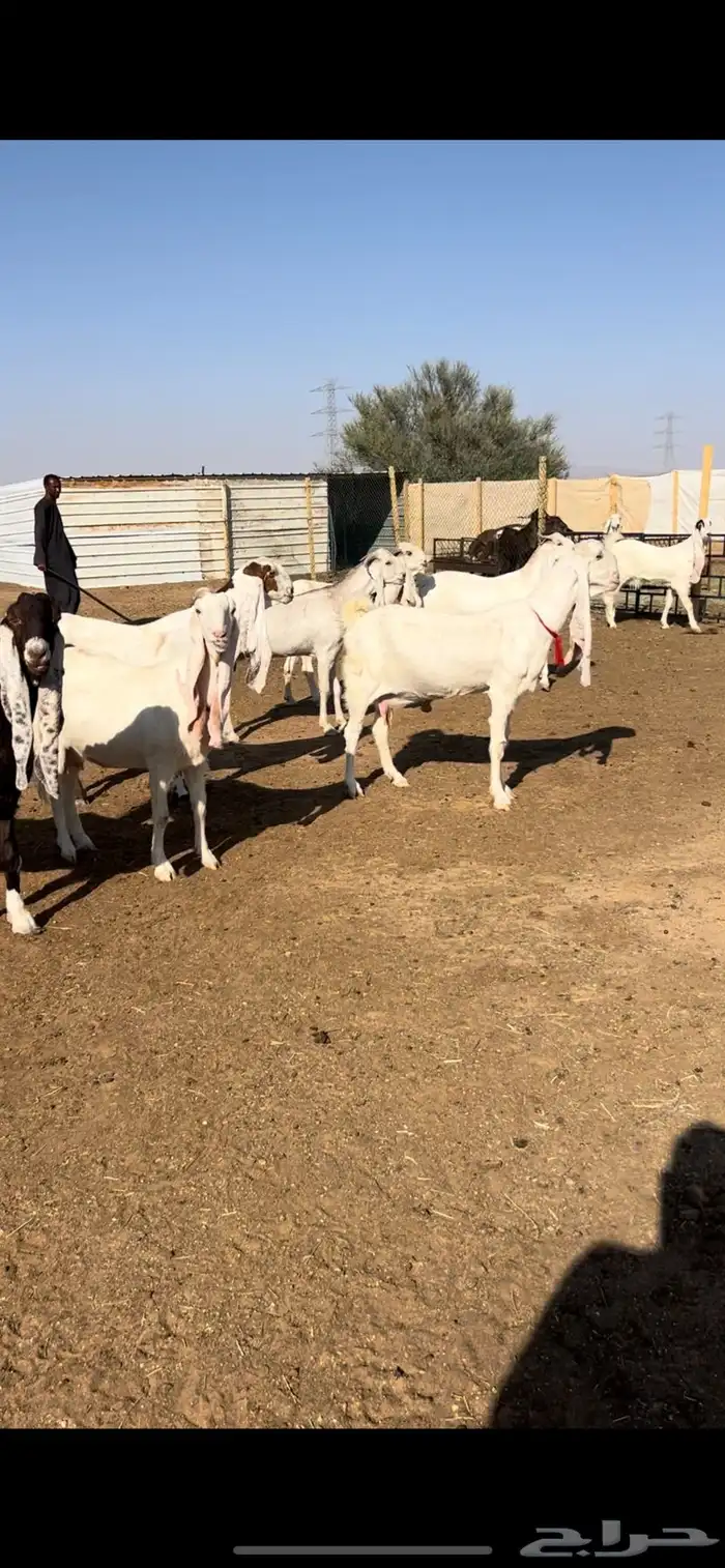 للبيع معزاء مراح خصم 0