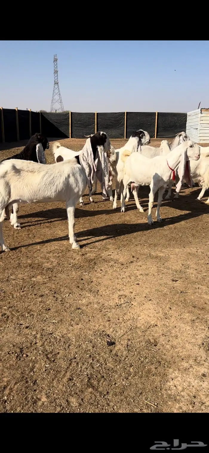 للبيع معزاء مراح خصم 2