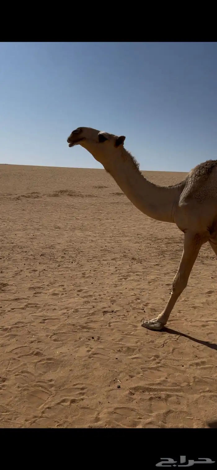 بكره كفوه سنه لقه 0