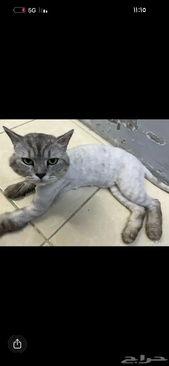 شيرازي ذكر للتبني بدون كرت تطعيم 1