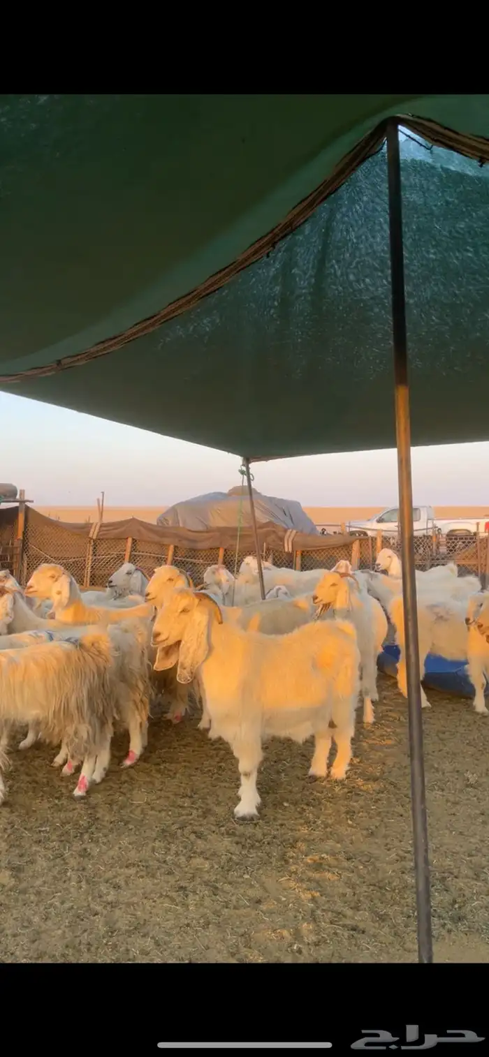 معزا مصريات مراح بفحولها 15