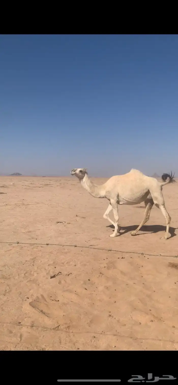 لبيع بكره وضحاء ملاقي قريب ولدتها سنها ثنيه 0