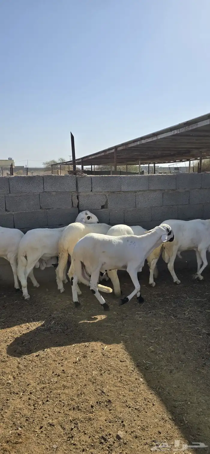 سواكن مرابي فل 2