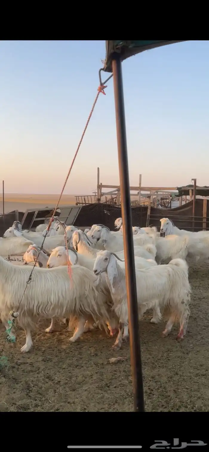 معزا مصريات مراح بفحولها 5