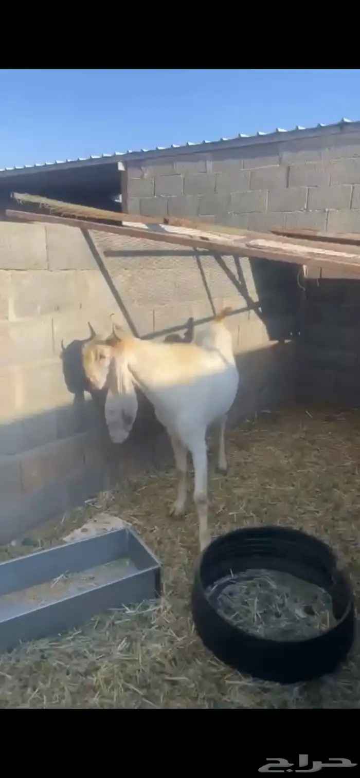 فحل هولندي مطور العمر سنه وثلاث اشهر 0