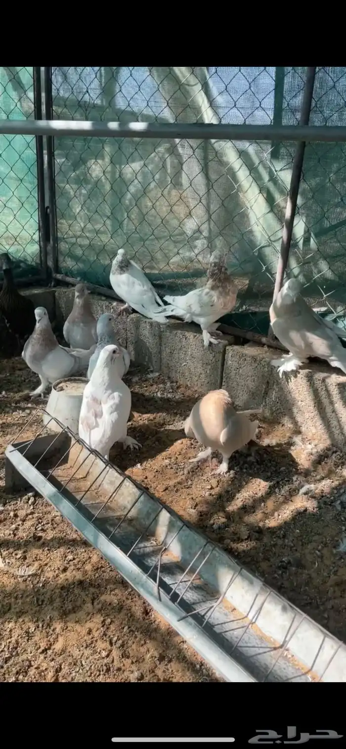 عشة حمام كنق وزاجل 2