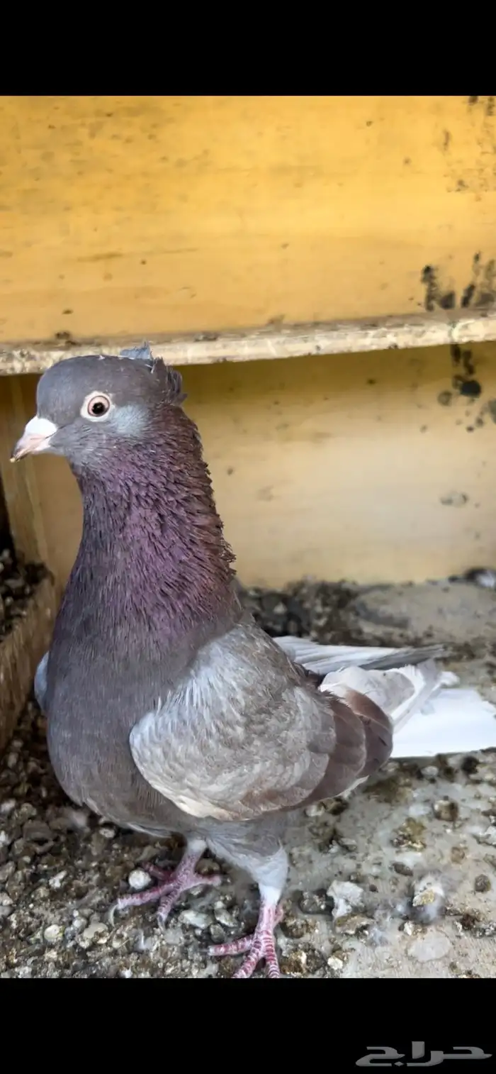 حمام قطيفي للبيع (تم البيع ) 5