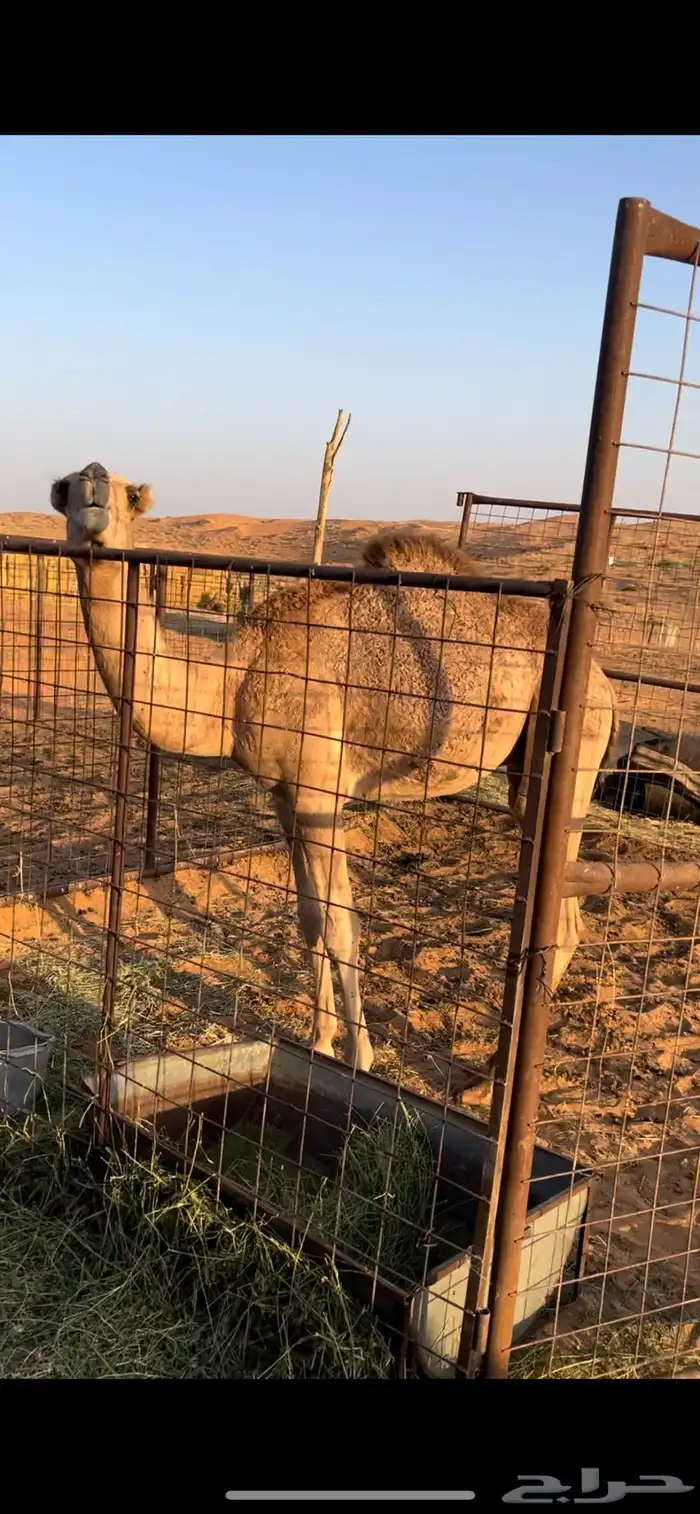 قعود على مشاكس 1