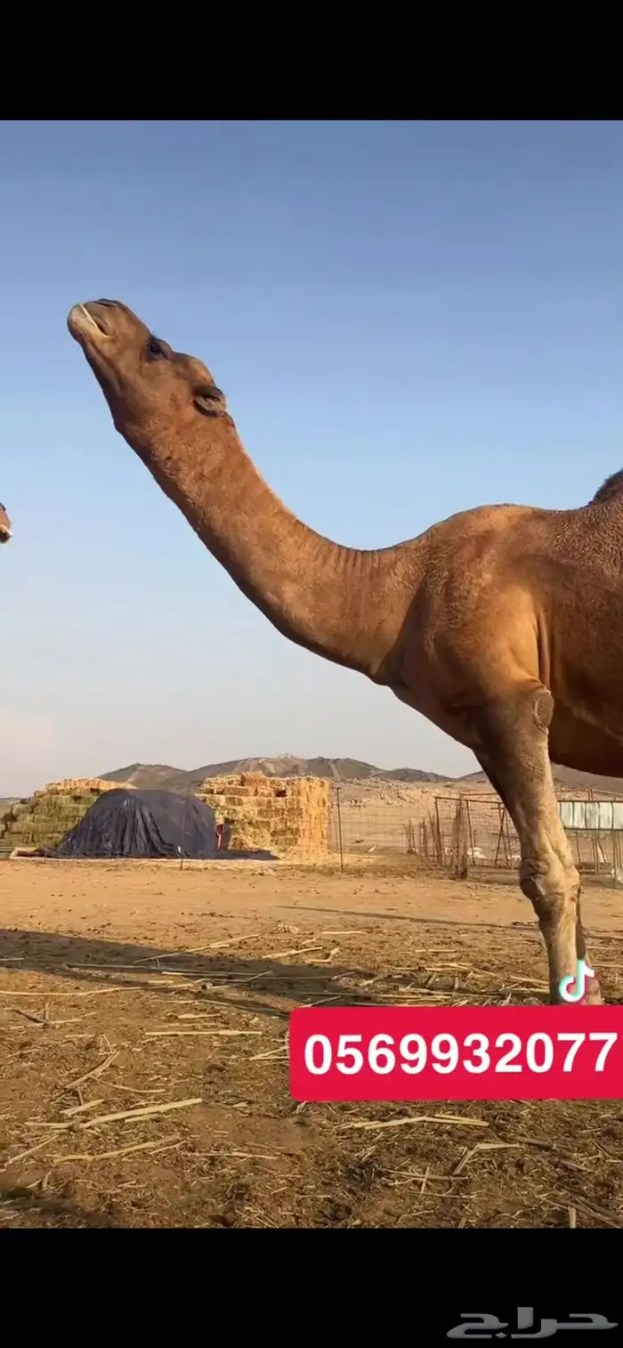 بعير جمل ساحلي 7