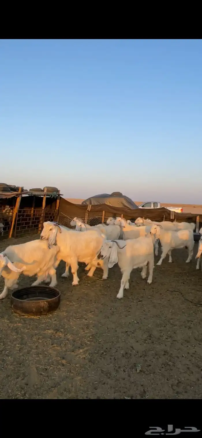 معزا مصريات مراح بفحولها 26