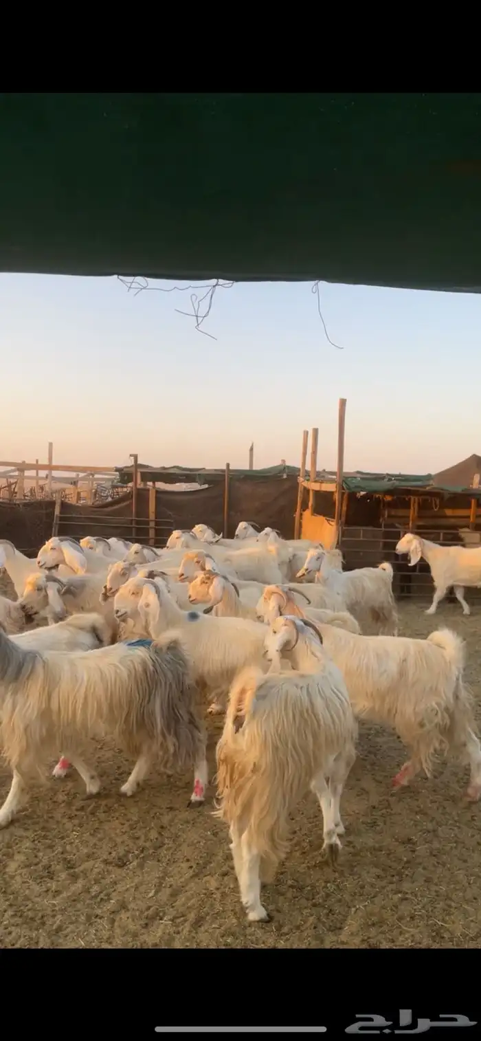 معزا مصريات مراح بفحولها 8