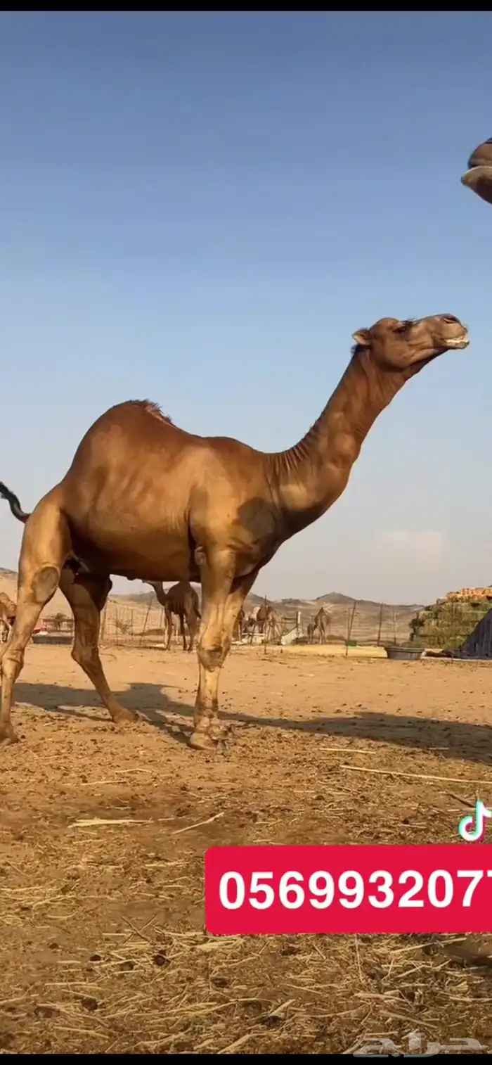 بعير جمل ساحلي 6
