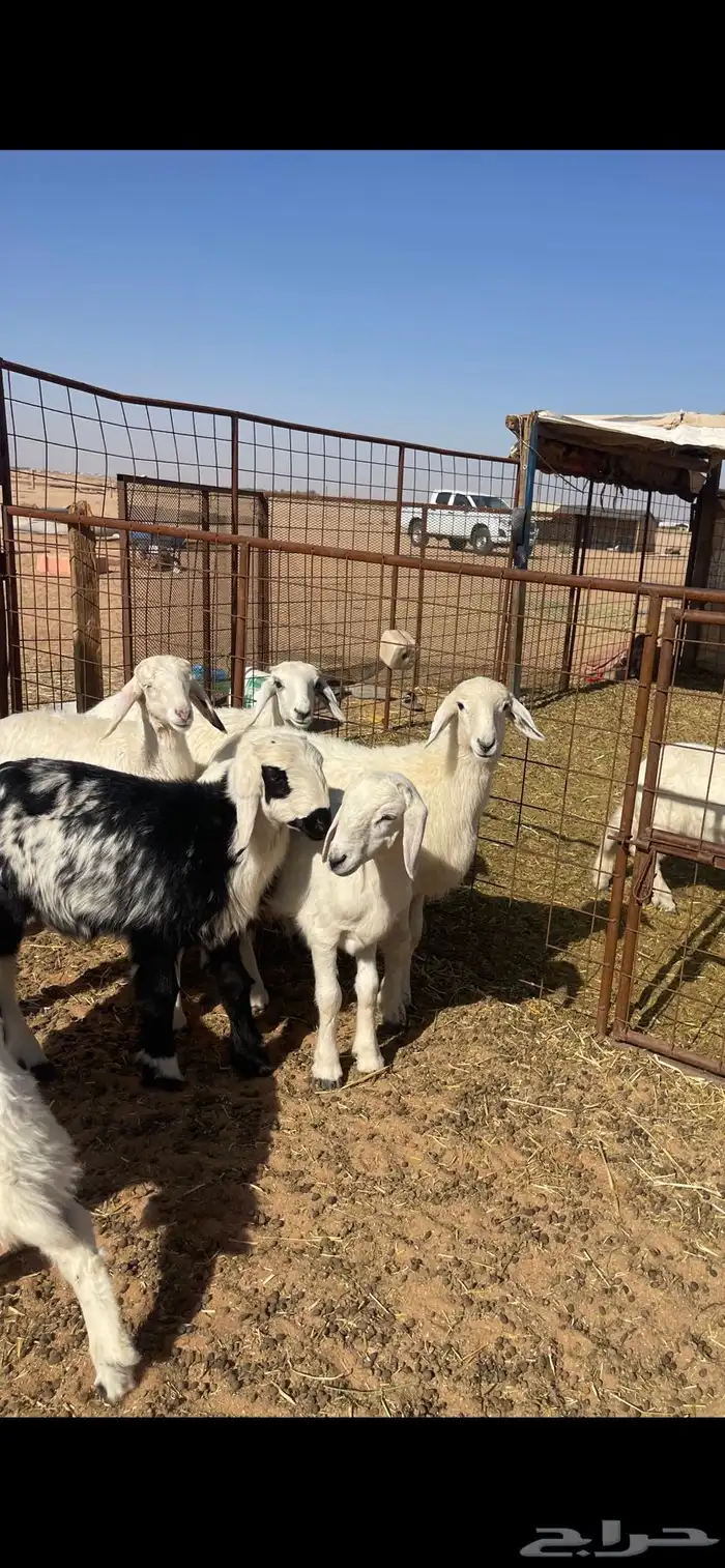 خرفان حريات 2