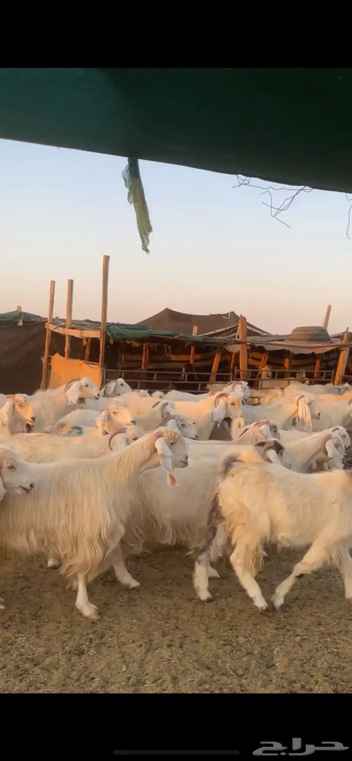 معزا مصريات مراح بفحولها 0