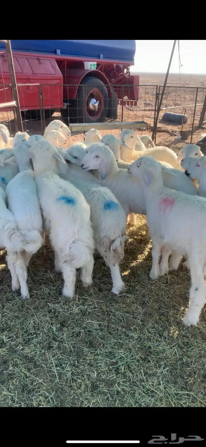 البيع بهم حري 1