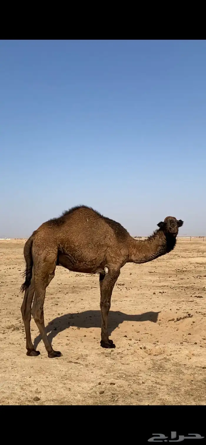 قعود اصفر للبيع 1