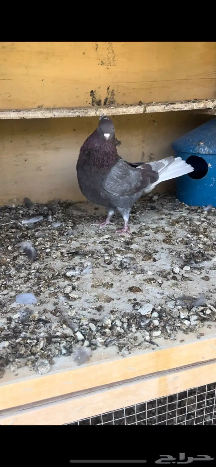 حمام قطيفي للبيع (تم البيع ) 1
