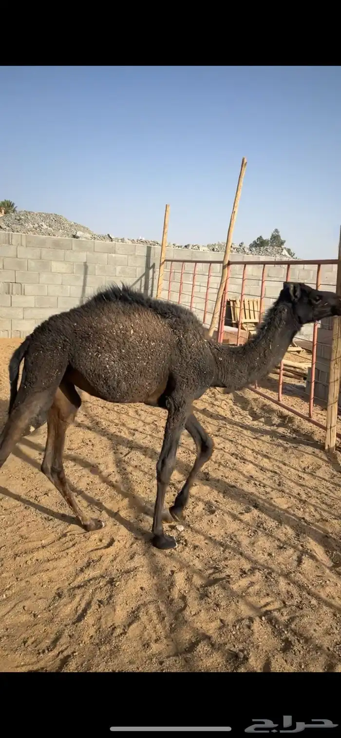 بكره تربيه 1