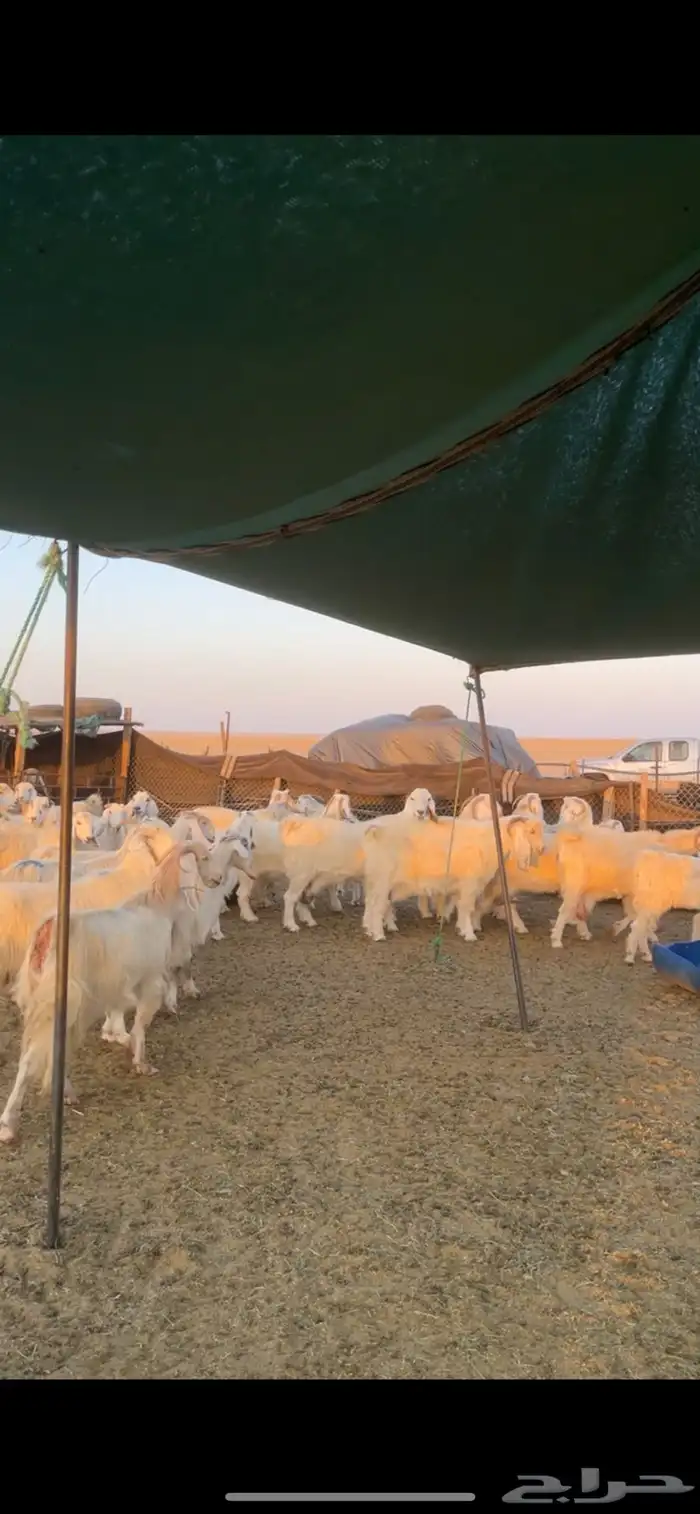 معزا مصريات مراح بفحولها 10