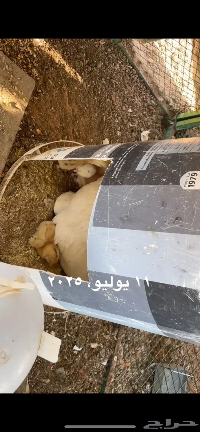 فروخ دجاج بلدي مع تركي الموقع عفيف 1