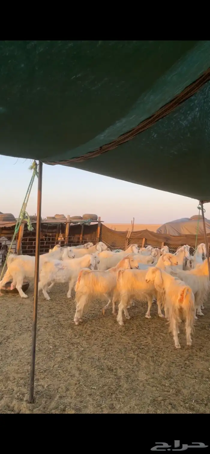 معزا مصريات مراح بفحولها 16