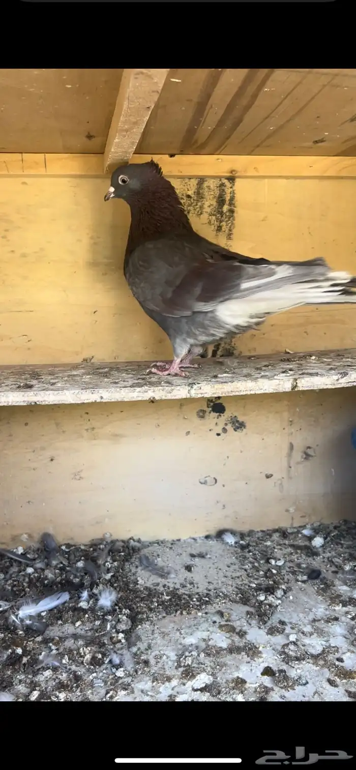 حمام قطيفي للبيع (تم البيع ) 2