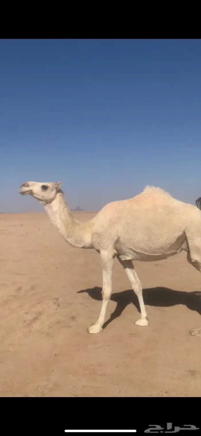 لبيع بكره وضحاء ملاقي قريب ولدتها سنها ثنيه 5