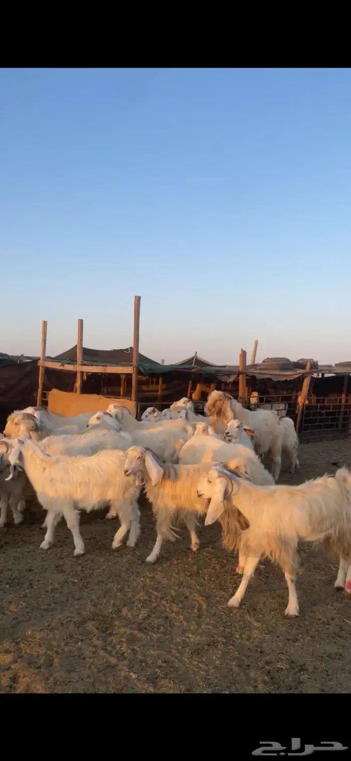 معزا مصريات مراح بفحولها 20