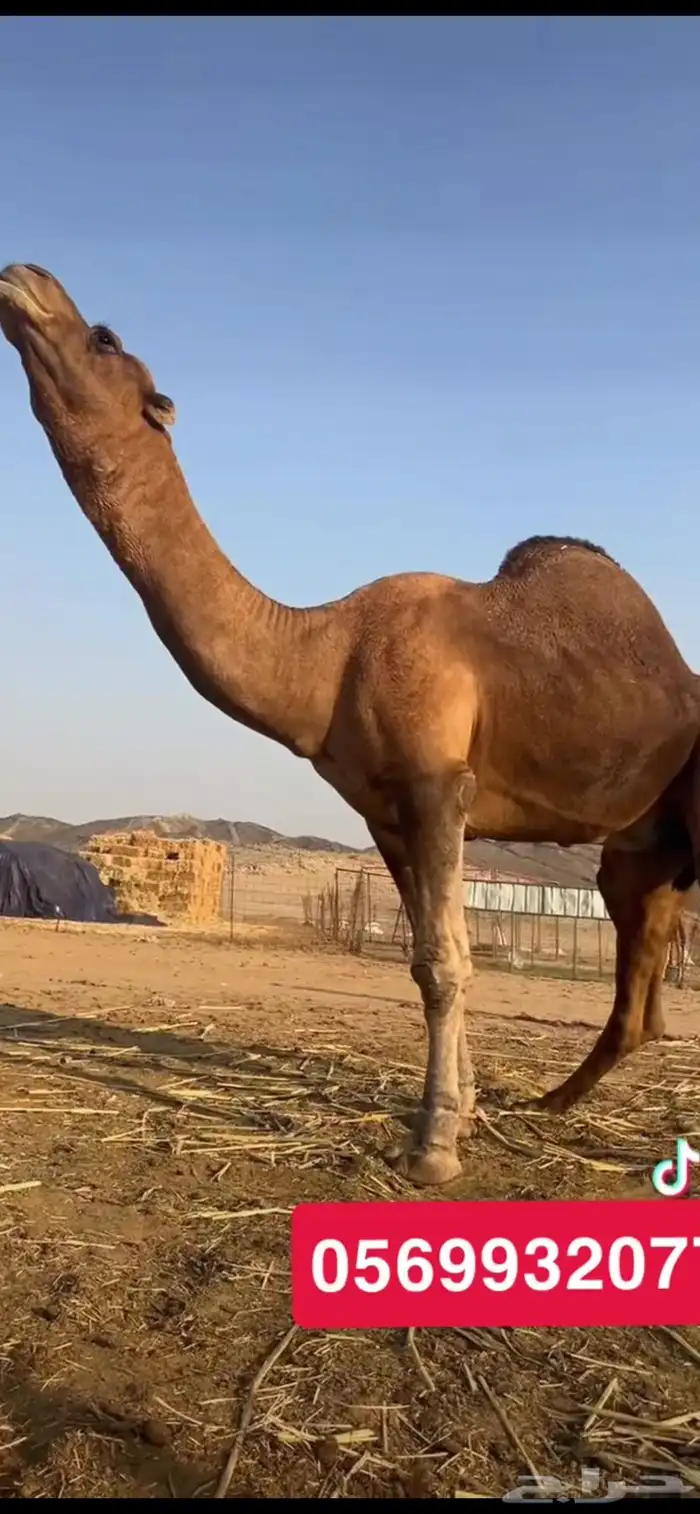 بعير جمل ساحلي 8