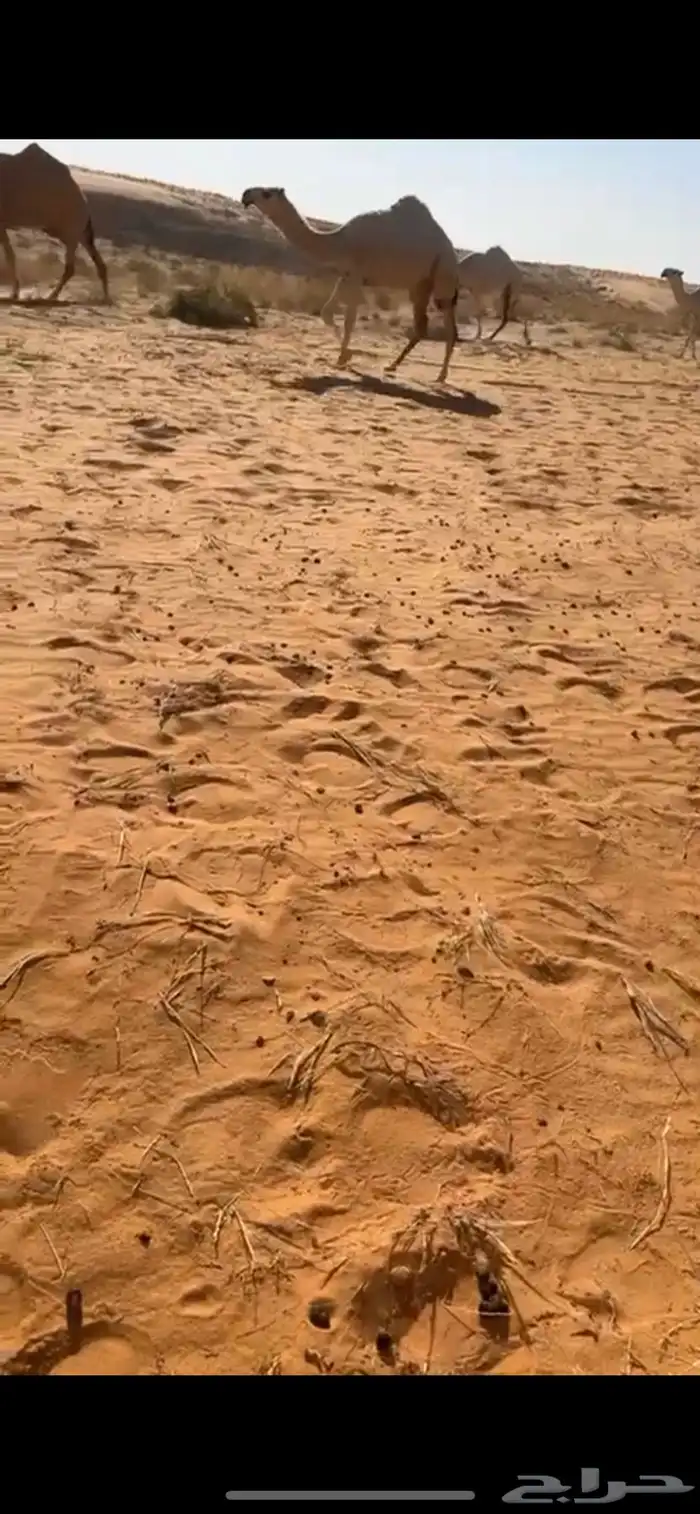 بكار مراح طيبات عدد 2 2