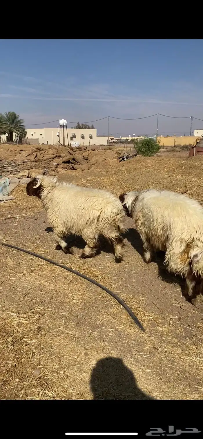 طليان نعيم جبره 1